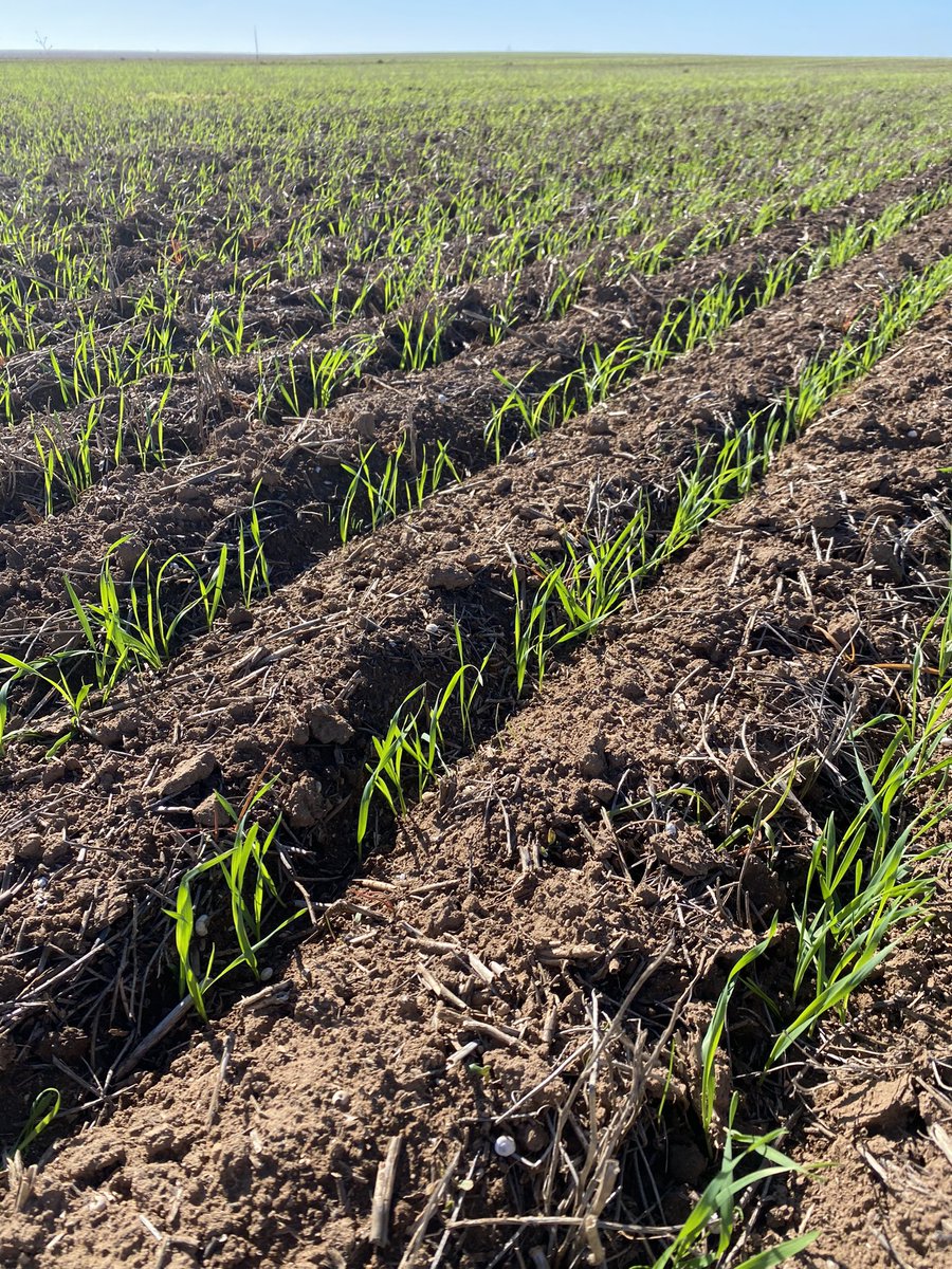 CropDoctor54's tweet photo. Luximax had a poor year in our area in 2022 due to the heavy rain in &amp; around seeding. Some growers decided not to use it in 2023 for this reason.
IMO, from the paddocks I’ve already looked at post-em, it’s back to its best again for Ryegrass control this year.
#MixAndRotate https://t.co/NtWJEQq1x3