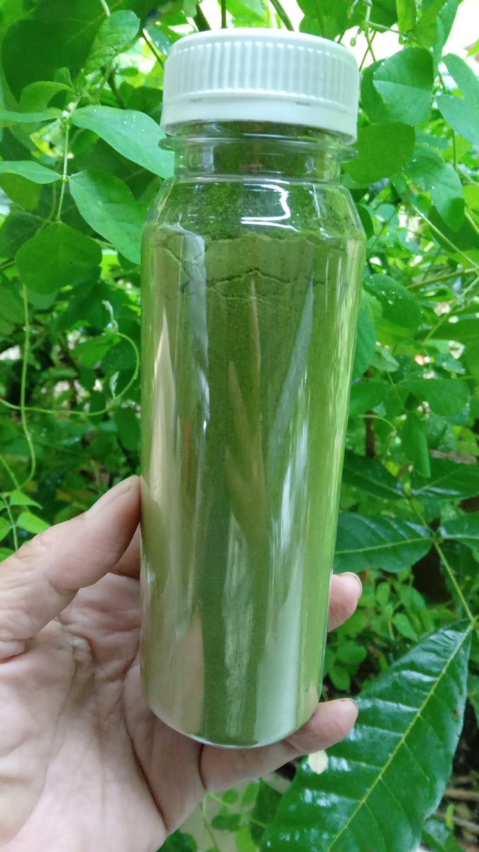 Kelor bubuk, silahkan dm untuk order