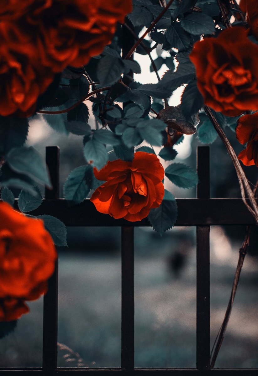 soilphu's tweet photo. Planting roses can be a rewarding and enjoyable experience🌹💐Here's a step-by-step guide on how to plant roses:

#gardenlife #growyourown #planting #landscaping #anthuriumluxurians #anthurium #greenscreen #plantsmakepeoplehappy https://t.co/Za0RxnqOM2