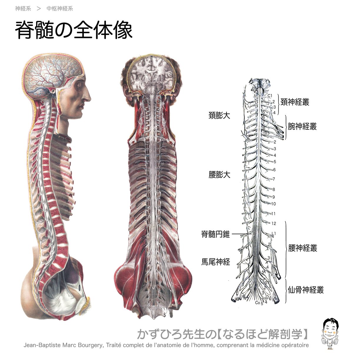 黒澤一弘(かずひろ)解剖学IT教育・指圧師・ラダック على X 黒澤一弘(かずひろ)解剖学IT教育・指圧師・ラダック على X