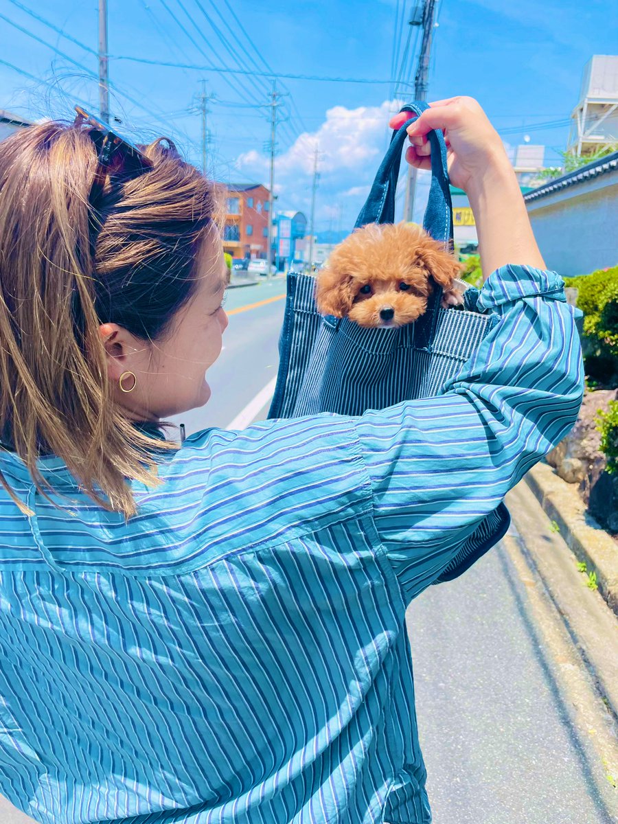 maiayabe's tweet photo. 最近わんころを飼い始めました🥹
めいちゃん、よろしくです🐶💓 https://t.co/Avy8b24q0B