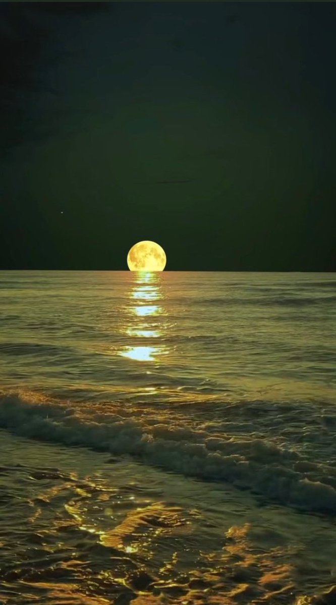 🌟Shalma 🐾🦋Basconcelos🌏 tweet media