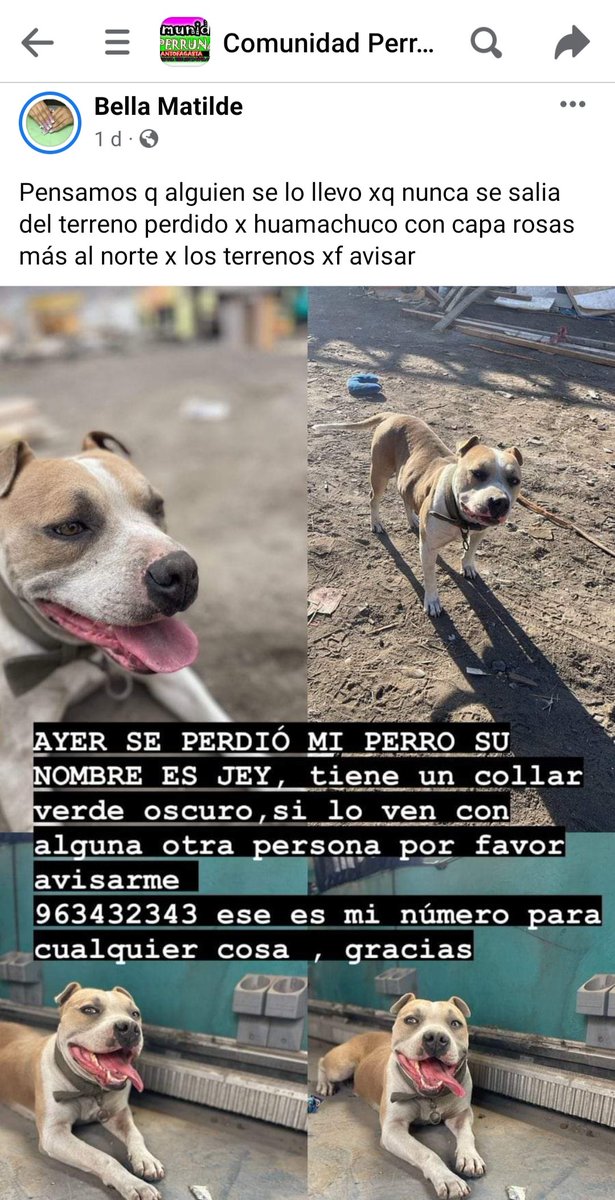 giz_geo's tweet photo. Se perdio Jey #Antofagasta por favor difundir #PERDIDO https://t.co/PhvfmwPdUs