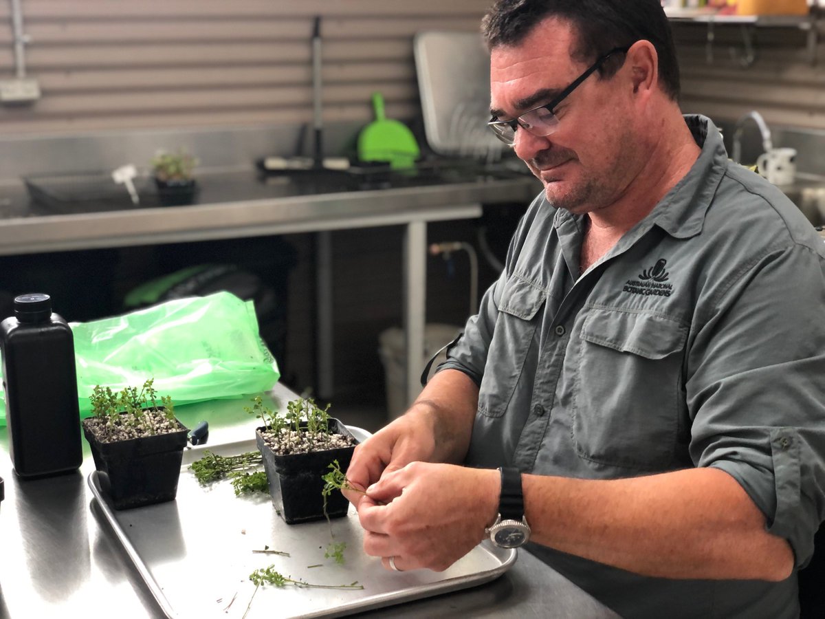 What happened to the plant cuttings collected through Survive and Thrive? The @ANBG team grew them into 265 new plants! Research on their growth, pollination, flowering and seed setting continues on in the ANBG nursery. parkstrust.org.au/project/surviv… 📷@ANBG