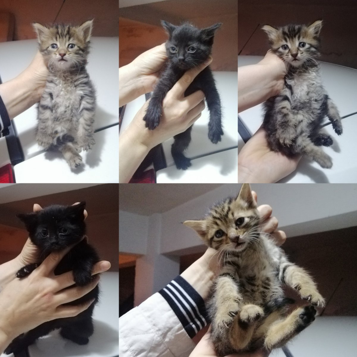 patisahiplenank's tweet photo. Kendi bebek bir annenin yavruları. Bir garajda, küçücük kutunun içinde büyütmüş.
Anne hasta, kliniğe gidecek.
Apartmandan birkaç gün m��hlet verdiler.
Annelerine doyamadan ayrılacaklar, bari o kutuyla alınıp bilinmeze atılmadan anneleri gibi bakacak bir yuvaları olsun ne olur 🙏🏻 https://t.co/yjJ2PZOTmz