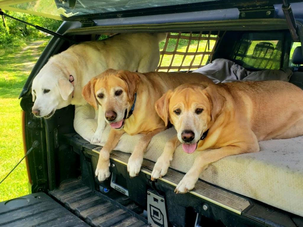 RainglerNets's tweet photo. This customer loves to take his dogs with him, Raingler Nets gives him the security &amp; safety needed. Leave the windows open &amp; let fresh air in without the dogs getting out. See what we make for your vehicle at https://t.co/0aL1kMliXS 
#customnets #dogbarriernet #travelingwithdogs https://t.co/c7qStGJJI0