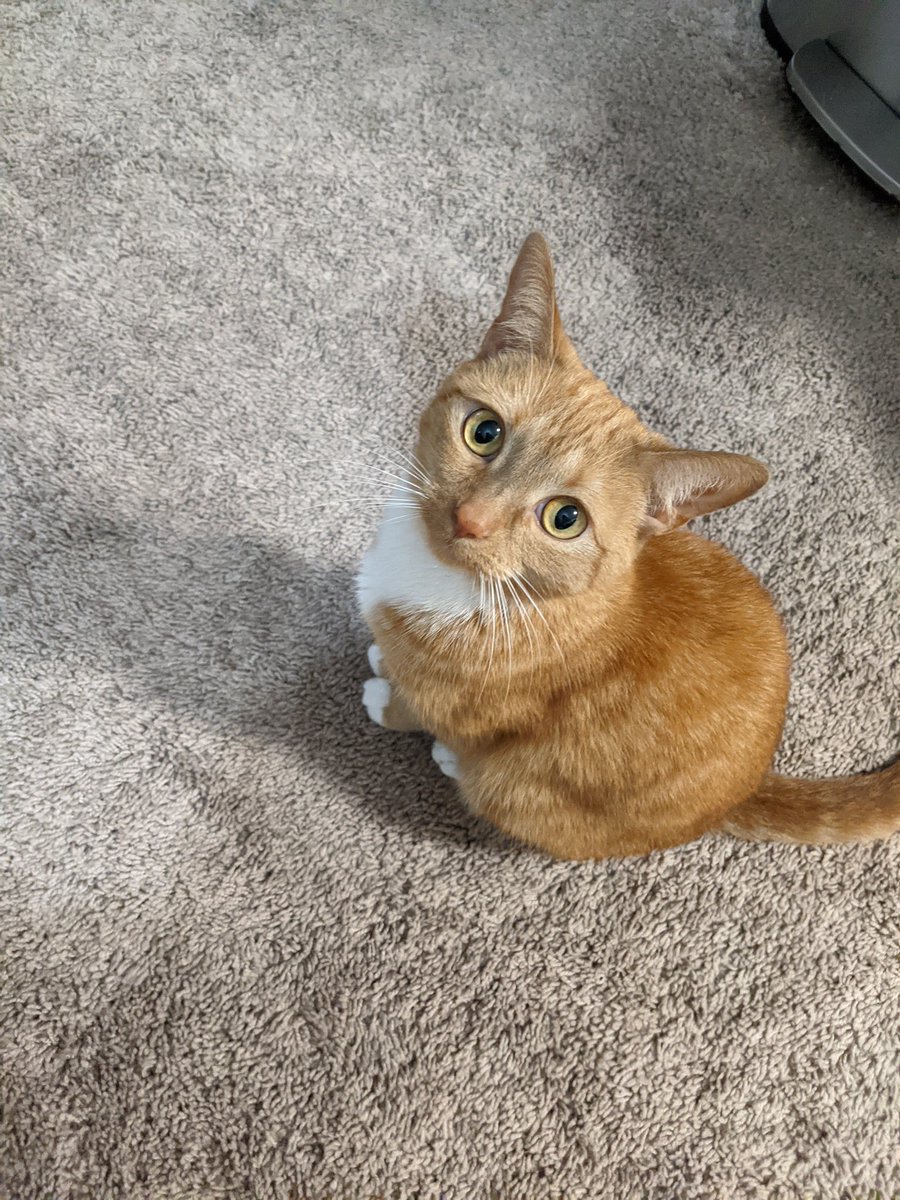 chikausas's tweet photo. hi! my bff is trying to get their cat adopted! jeanie is about 7 years old, Very small, &amp; has asthma, so local shelters/fosters are refusing to take her. she loves to talk &amp; LOVES to play and can live with other cats. if you are in the NC area or can travel, please reach out to: https://t.co/EppkAL9A03