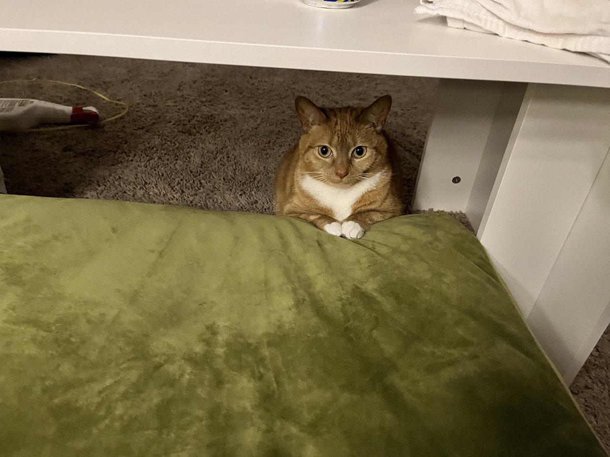 chikausas's tweet photo. hi! my bff is trying to get their cat adopted! jeanie is about 7 years old, Very small, &amp; has asthma, so local shelters/fosters are refusing to take her. she loves to talk &amp; LOVES to play and can live with other cats. if you are in the NC area or can travel, please reach out to: https://t.co/EppkAL9A03