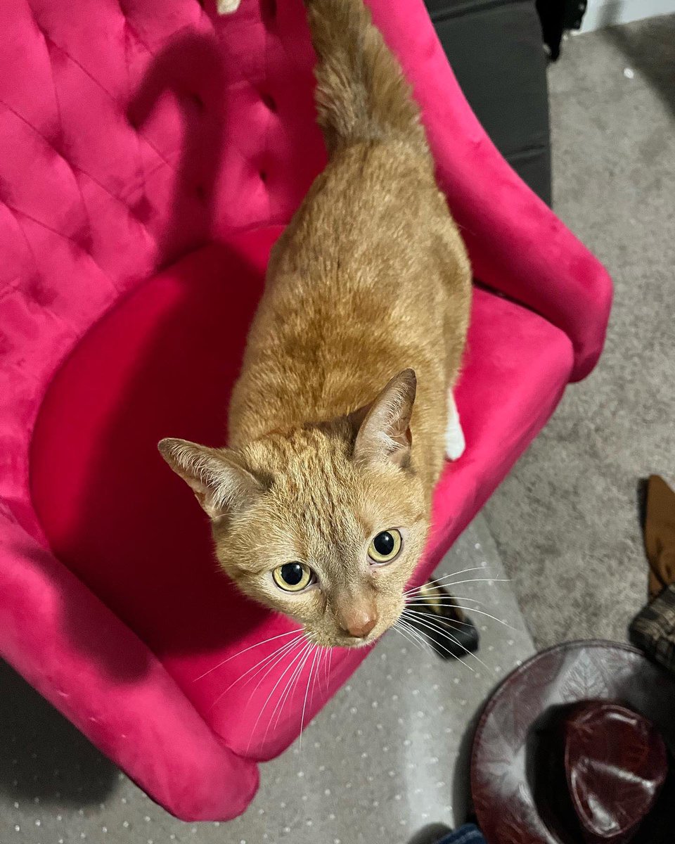 chikausas's tweet photo. hi! my bff is trying to get their cat adopted! jeanie is about 7 years old, Very small, &amp; has asthma, so local shelters/fosters are refusing to take her. she loves to talk &amp; LOVES to play and can live with other cats. if you are in the NC area or can travel, please reach out to: https://t.co/EppkAL9A03