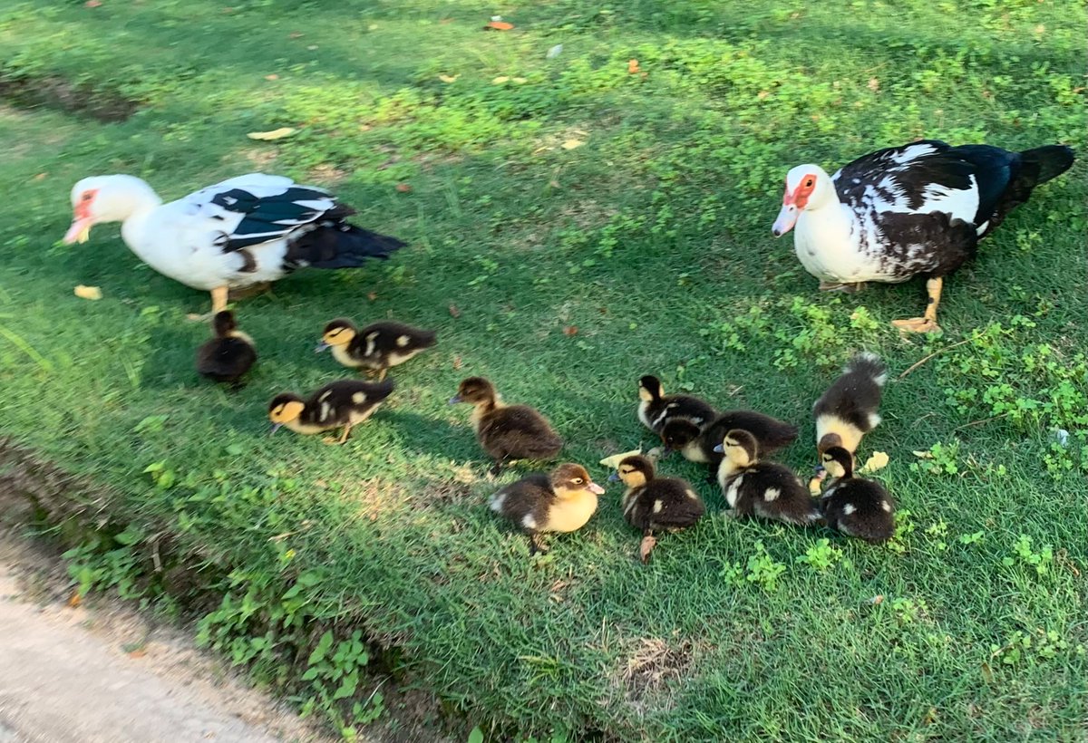 MBluczech's tweet image. One of the great things about getting out in the park in the springtime…
lots of ducks everywhere with their young’uns.
Hey Bostonians of all ages, who still has a soft spot for “Make Way for Ducklings?”
Parents of young kids, if you don’t have the book, FIND IT!