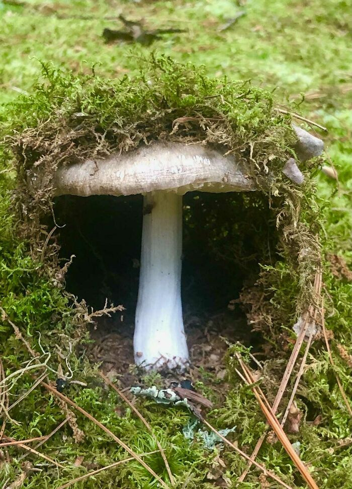 ForagingNetwork's tweet image. Not mush room in this cosy little home. Wonder who lives here?

#mushroom #fungi #mycology #forage #foraging #tinyhome #tinyhomes