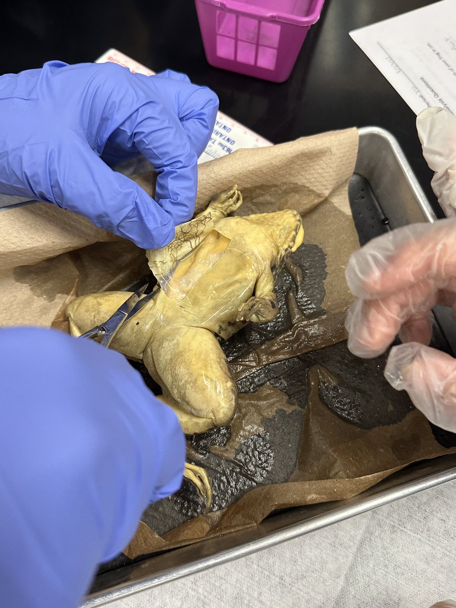 hellomsyang's tweet photo. Frog dissection for Honors Bio @ChaffeyHSTigers https://t.co/fwSI7ng3q7