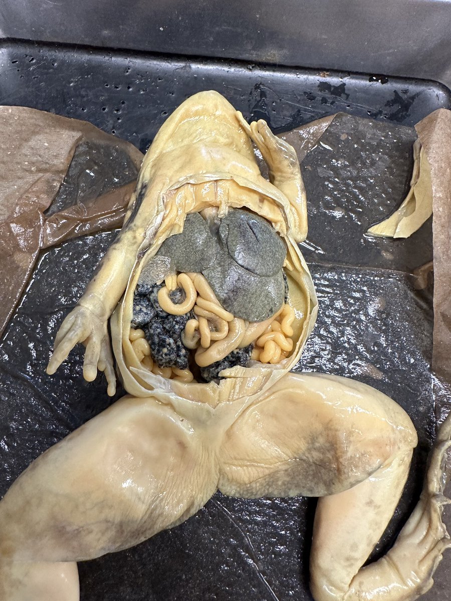 hellomsyang's tweet photo. Frog dissection for Honors Bio @ChaffeyHSTigers https://t.co/fwSI7ng3q7
