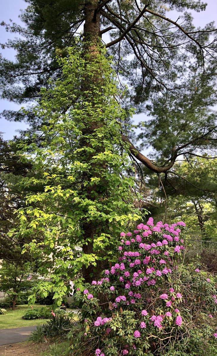 powerpopster's tweet photo. So, loving #SpringInCT with all the trees and flowers bursting forth. I was noticing all the greenery climbing up one of my neighbor’s large pine tree. Until I got closer and realized it was a #GiantPoisonIvyVine! Holy moly, has to be 50-75 feet high and still going!! 😱🤢🤮☠️ https://t.co/ZNsFMiSy3i