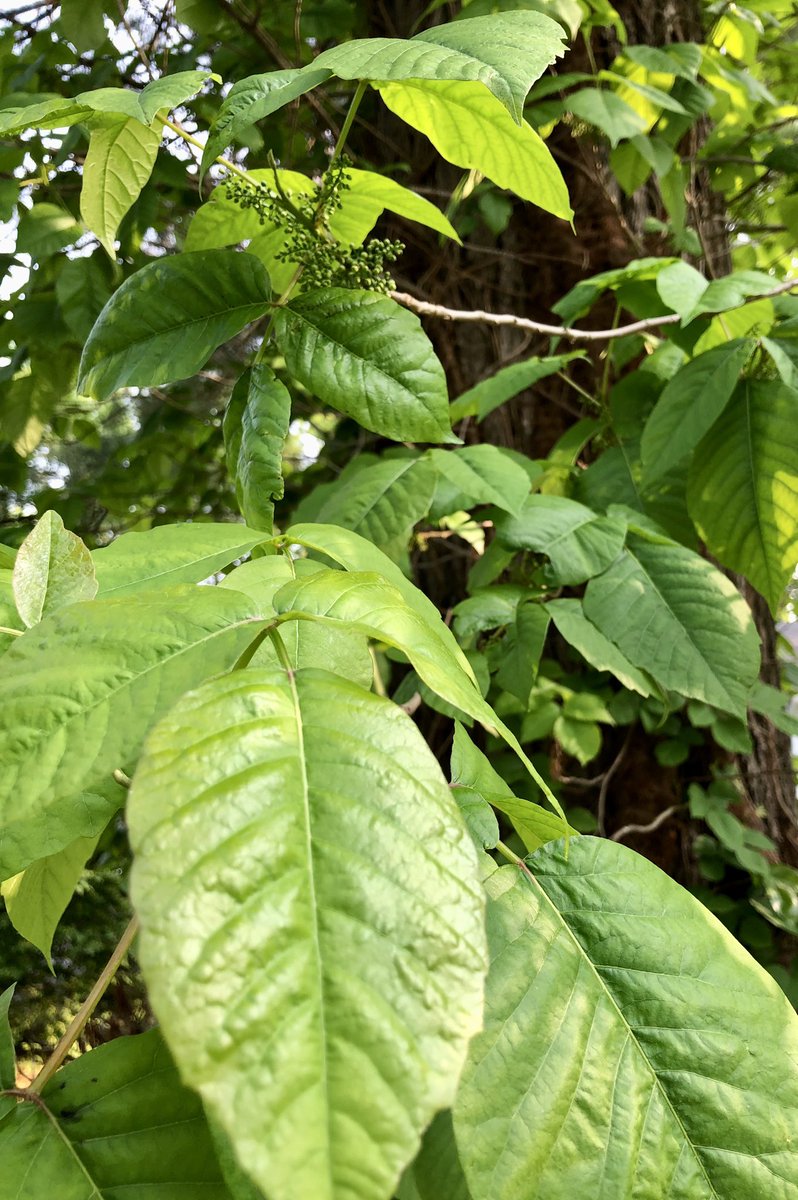 powerpopster's tweet photo. So, loving #SpringInCT with all the trees and flowers bursting forth. I was noticing all the greenery climbing up one of my neighbor’s large pine tree. Until I got closer and realized it was a #GiantPoisonIvyVine! Holy moly, has to be 50-75 feet high and still going!! 😱🤢🤮☠️ https://t.co/ZNsFMiSy3i