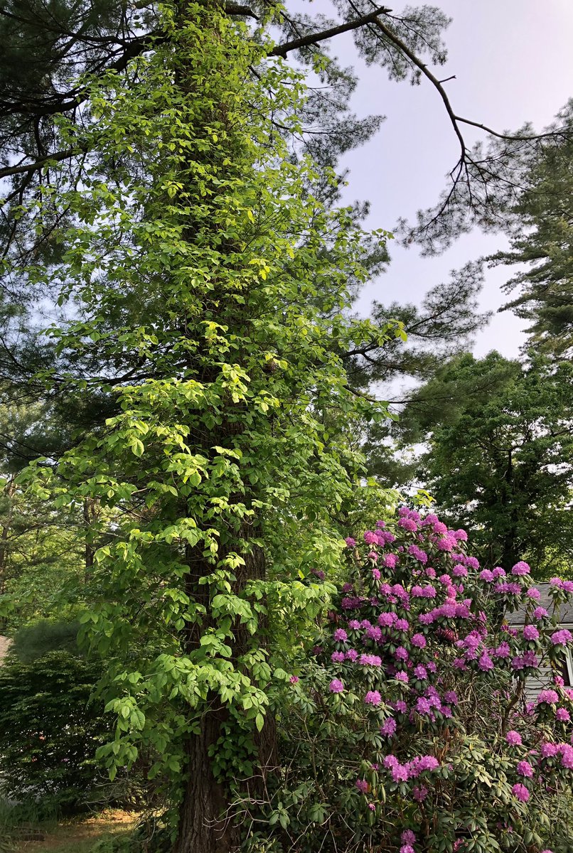 powerpopster's tweet photo. So, loving #SpringInCT with all the trees and flowers bursting forth. I was noticing all the greenery climbing up one of my neighbor’s large pine tree. Until I got closer and realized it was a #GiantPoisonIvyVine! Holy moly, has to be 50-75 feet high and still going!! 😱🤢🤮☠️ https://t.co/ZNsFMiSy3i