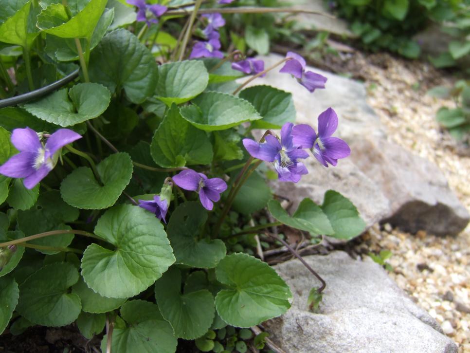 ClarkesGC's tweet photo. They are COMING!   Weeds, you can't avoid them, really but this article is about the top 25 weeds and how to control them.  https://t.co/VaAb5RyTuC https://t.co/xHsVVXFzjR