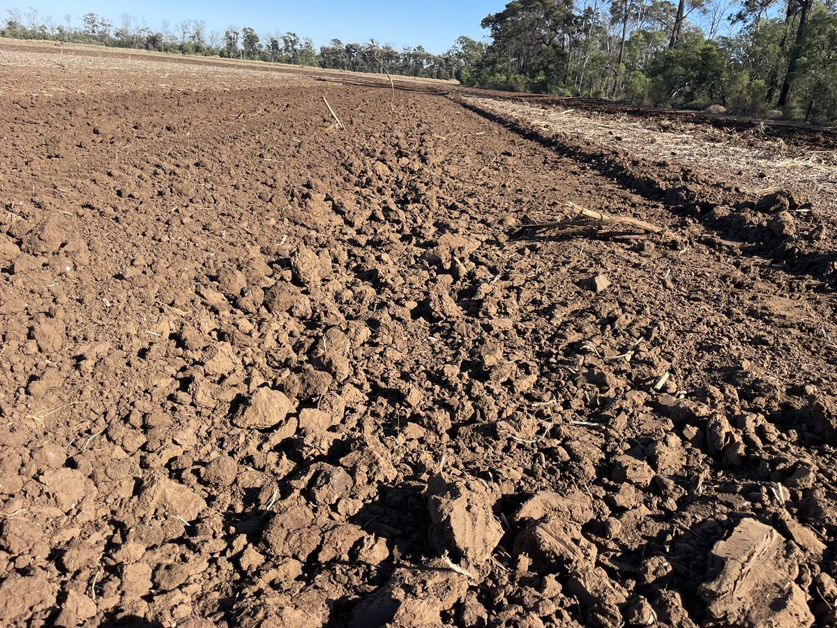 CroppaCo's tweet photo. Yep - Still on about the #FlaTrac! 🤩 Yesterday I cleaned up this track. Took to the 40cm machine eater! Kelly chains to drop the sorghum stubble, one pass with the trash worker to loosen up the soil &amp; a pass with the renovator - see for yourself. Love my new toy!!!
#farmSimple https://t.co/iC9QGx1Ad5
