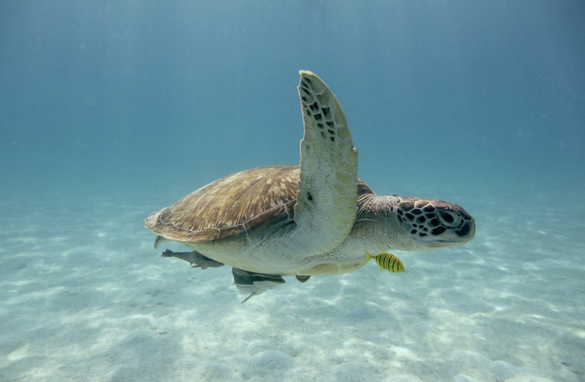 Did you know today is #NationalTurtleDay?

As the home to the Gulf Center for Sea Turtle Research and sea turtle hospital, <a href="/AggiesByTheSea/">Texas A&M Galveston 👍🌊</a> continues to lead in research, conservation and rehabilitation efforts for stranded and ill sea turtles. 🌊 tx.ag/TAMUGCSTR
