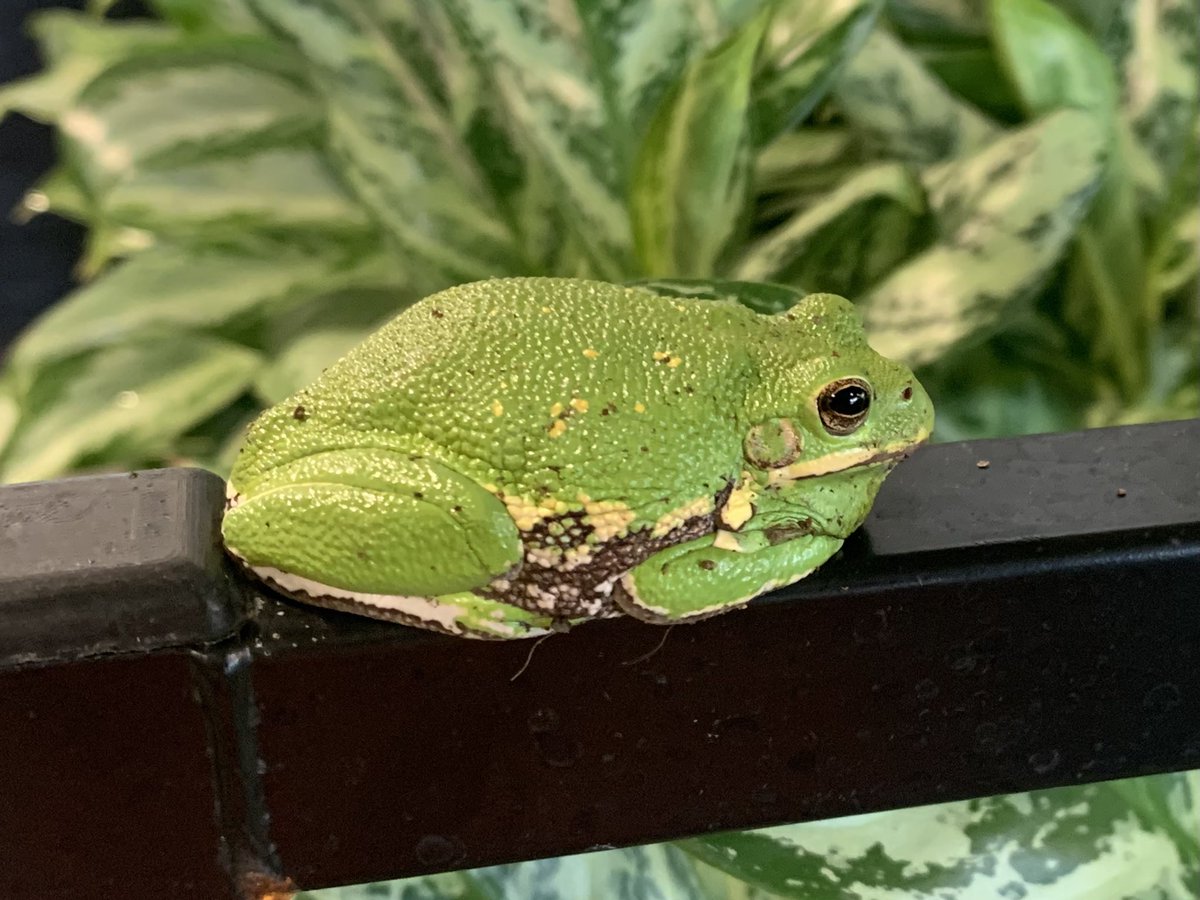 Tim Ramirez (@hdtimramirez) on Twitter photo Had a special visitor today @ #6942Family Greenhouse & of course we named him Kermit! #HDPets <a href="/TTChapman13/">Teresa Chapman</a> <a href="/kjacobs109/">Kim Jacobs</a> <a href="/linzr/">Lindsay Ray</a> Had a special visitor today @ #6942Family Greenhouse & of course we named him Kermit! #HDPets <a href="/TTChapman13/">Teresa Chapman</a> <a href="/kjacobs109/">Kim Jacobs</a> <a href="/linzr/">Lindsay Ray</a>