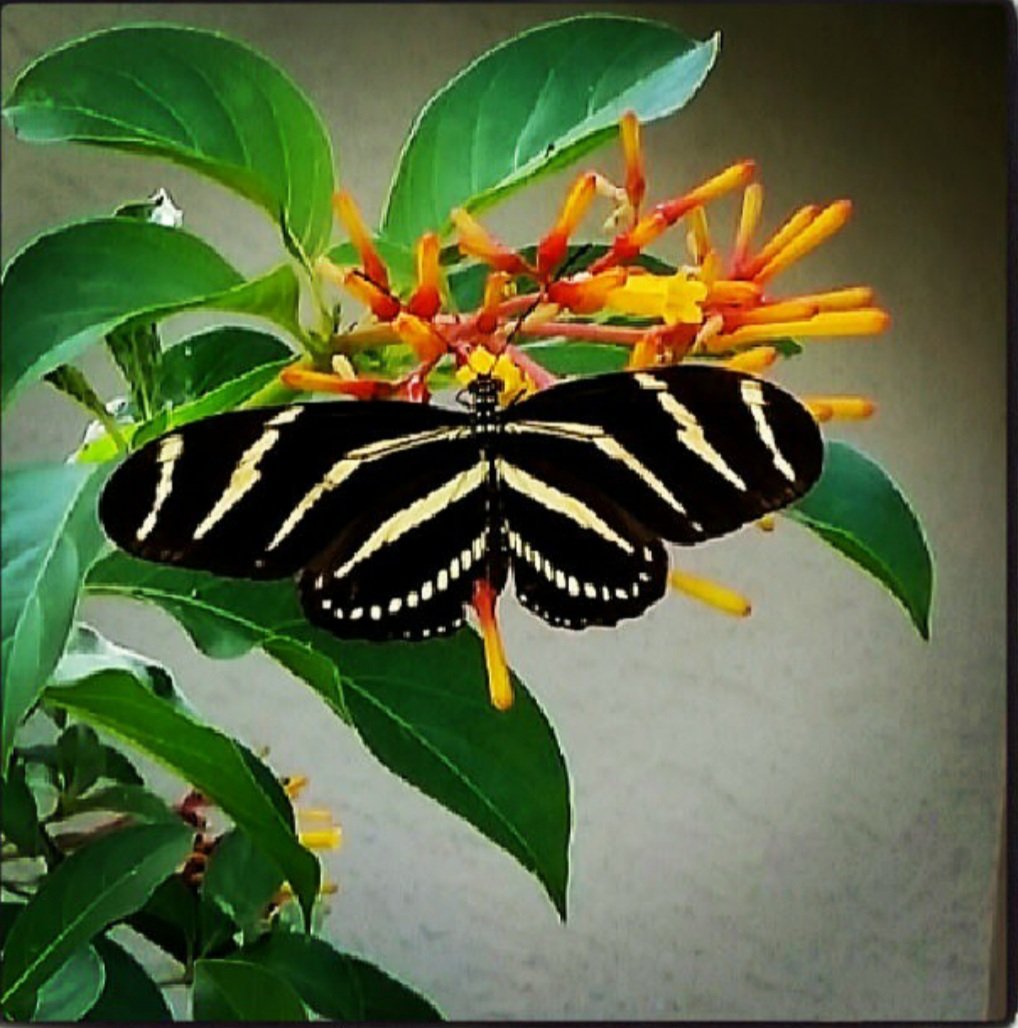 #butterflies #floridagardening #gardening #firebush #florida #zebralongwing #butterfly #swfl