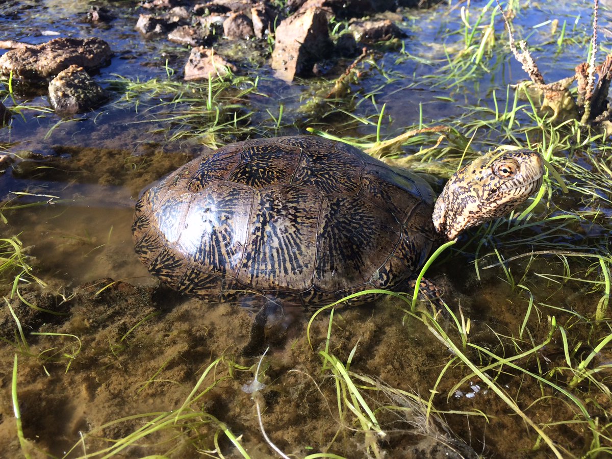 Happy #WorldTurtleDay to turtle enthusiasts! 

#USGS_SBSC researches threats to the Southwestern Pond Turtle in the western US to provide resource managers with information that can help protect them. 🐢
 
👉 usgs.gov/centers/southw…

📸 by Jeff Lovich, USGS, SBSC