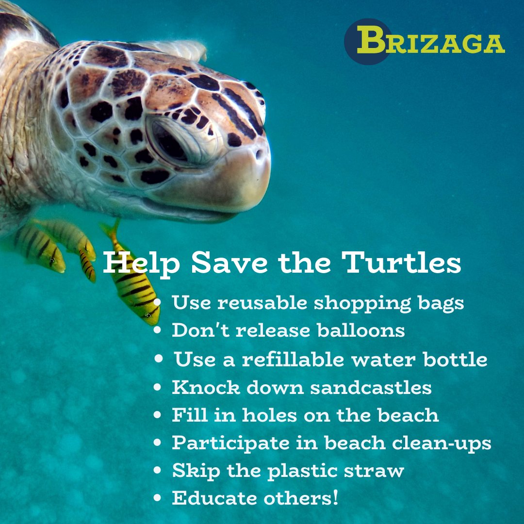 Today, we celebrate these incredible creatures and raise awareness about their conservation. Turtles play a vital role in maintaining the balance of our ecosystems and are fascinating beings with a rich history on our planet.#worldseaturtleday #seaturtleconservation #brizaga