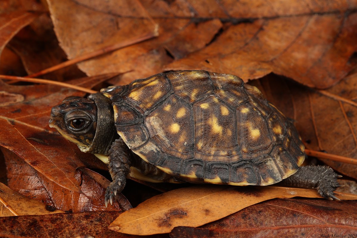 Happy #WorldTurtleDay2023 #WorldTurtleDay 
(Baby box turtle from Florida)