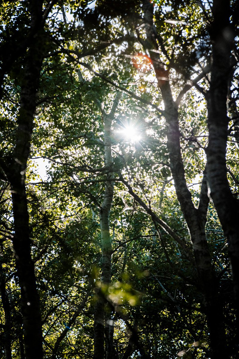 Are you planning to go on a relaxing summer getaway? 

Head down to Lacombe and discover the tranquillity of nature at Kuhnen Regional Park and Lacombe Lake, where you can unwind as you hike through the scenic trails. 

#ExploreLacombe #OutdoorAdventure