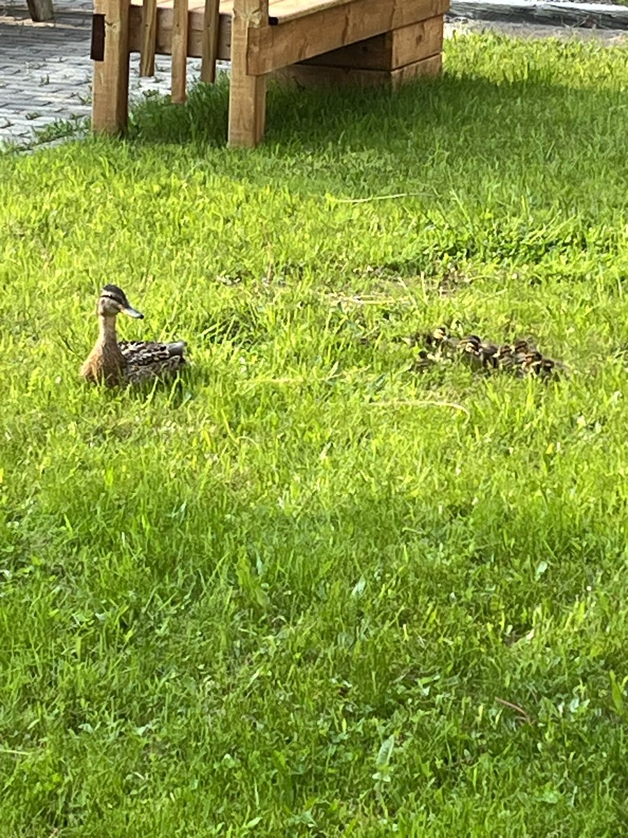 Centennial Cougars tweet media