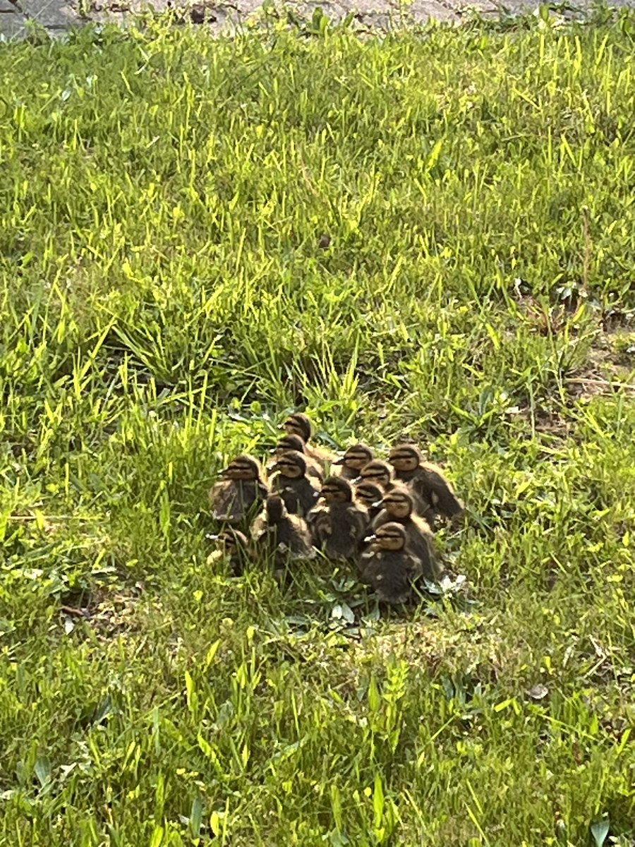 Centennial Cougars tweet media