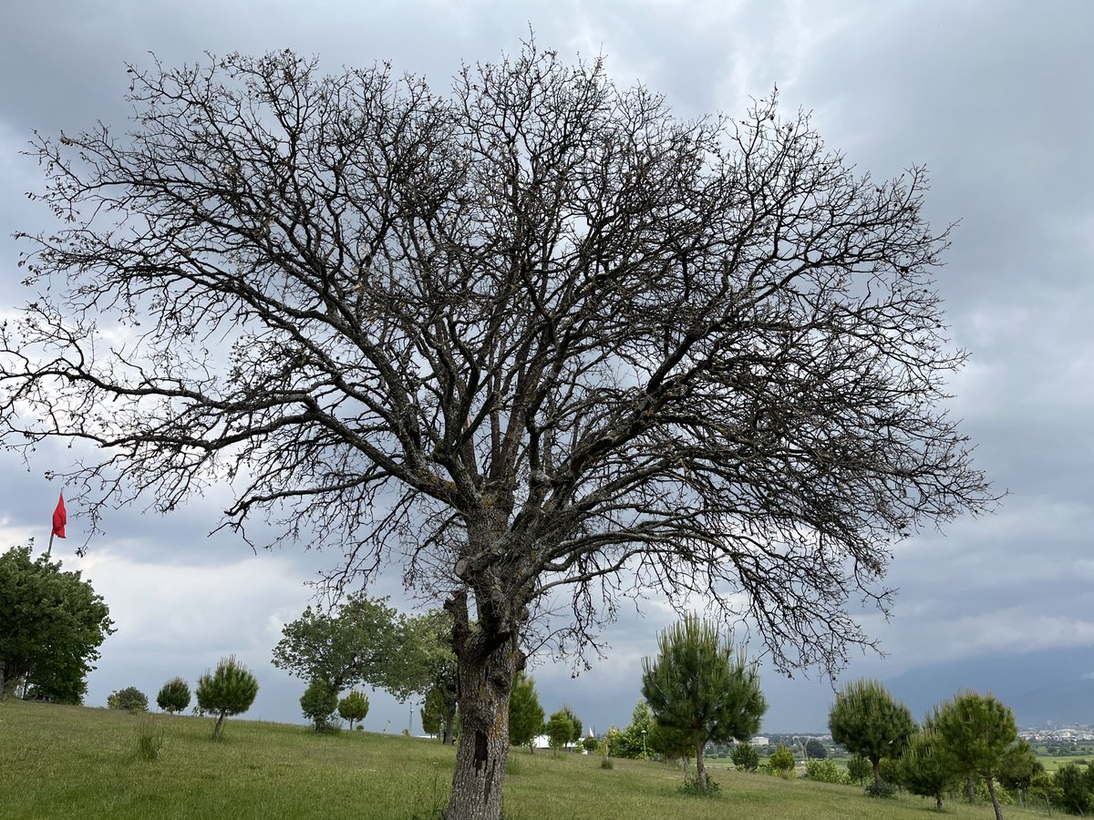 Seninle uzak bir gezintiden dönüyoruz.
Saat kuma vuran ışıkta parçalanıyor.
Ağaç kuma dönüşüyor, kum elmasa.
Kırılan bir elmas oluyor sudaki resmin.