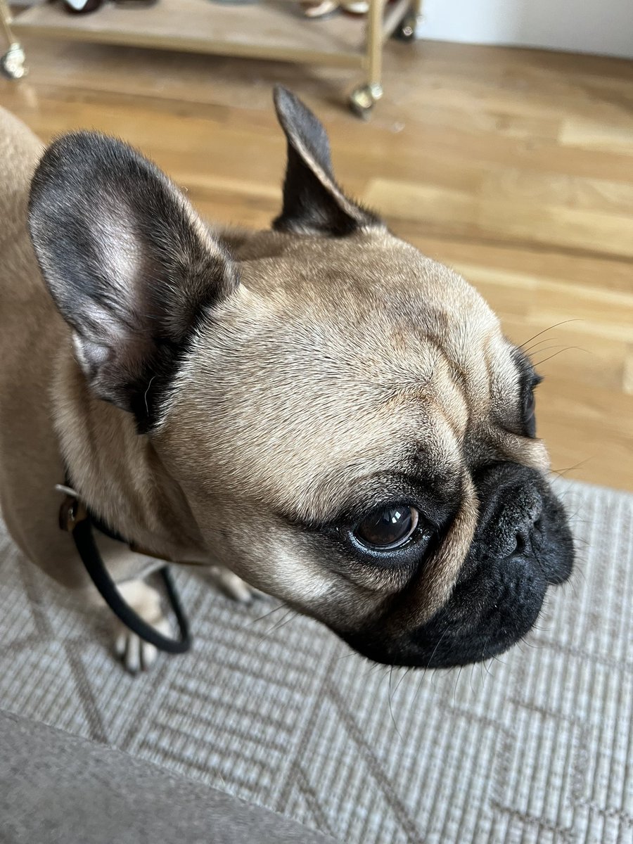 Courbs102's tweet photo. okay but why is my dog winged eyeliner goals. drop the tutorial Gus https://t.co/TGI6RplOeb