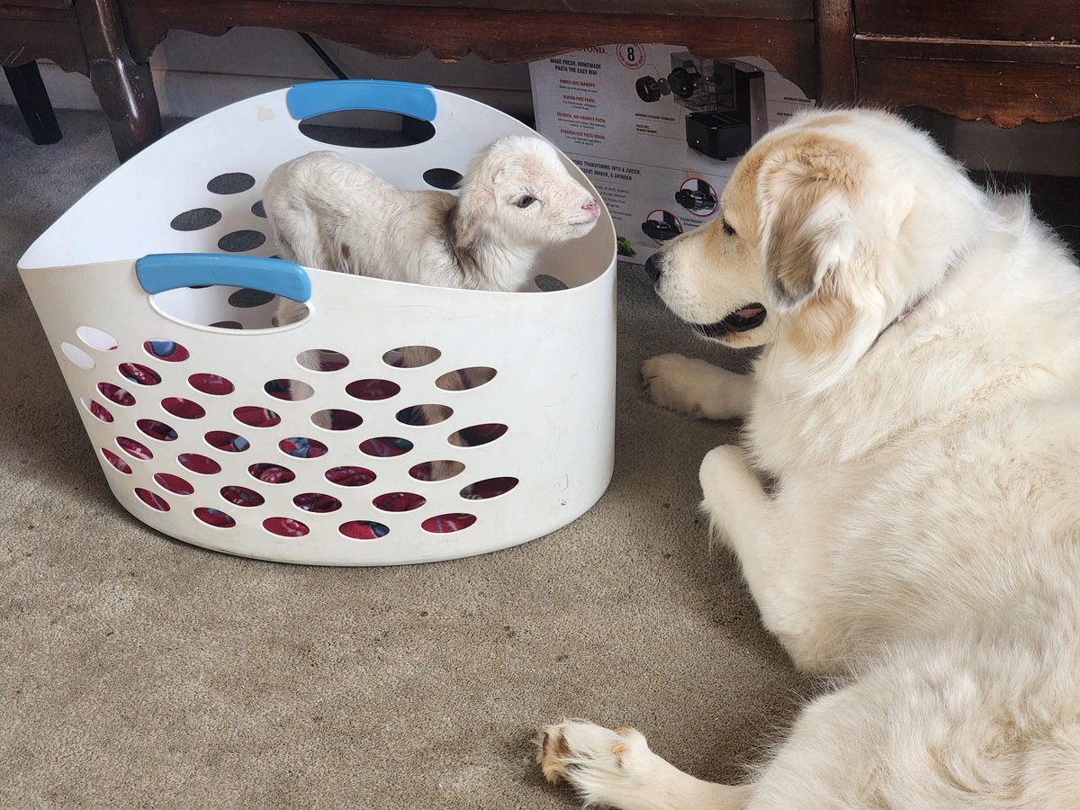 This is Nova. She's fascinated by the new puppy. They have a very weird bark and seem to be wearing tap shoes, but she loves them just the same. 12/10 for both