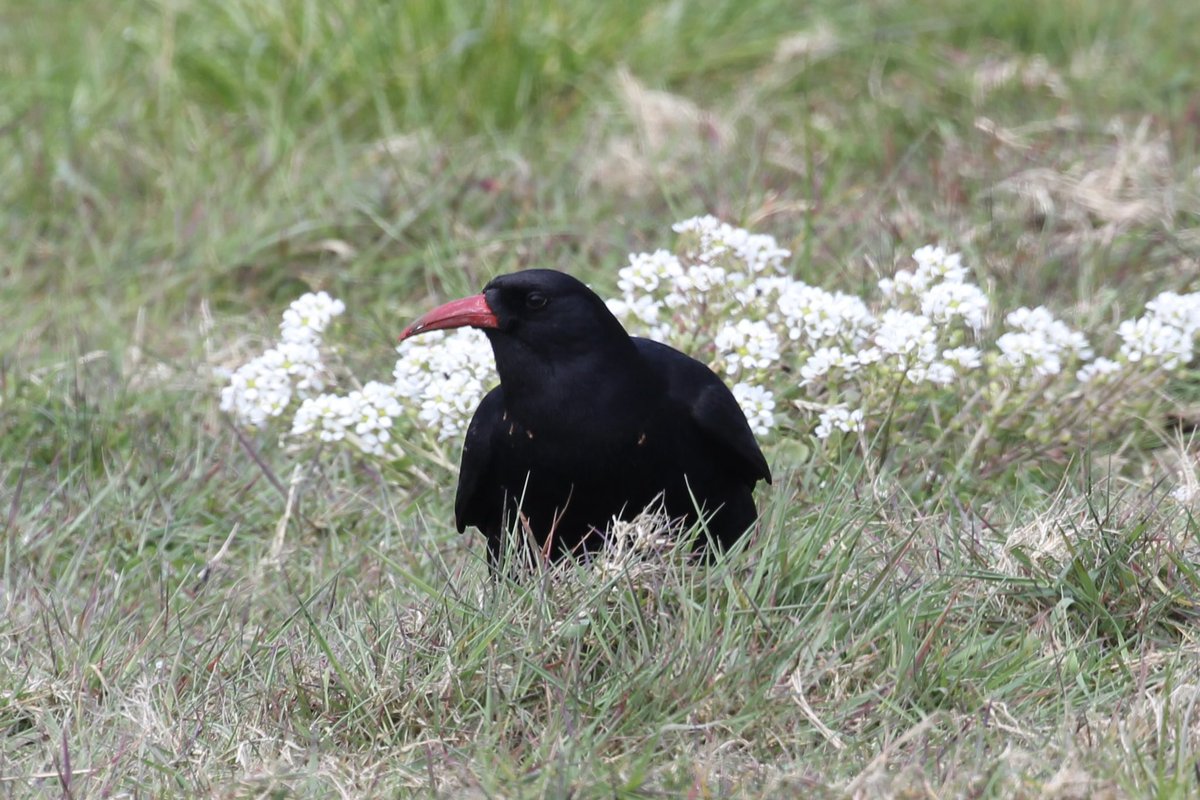 Red-billed Chough near Dunmore East, Waterford 22 May 23  @IRSBG1