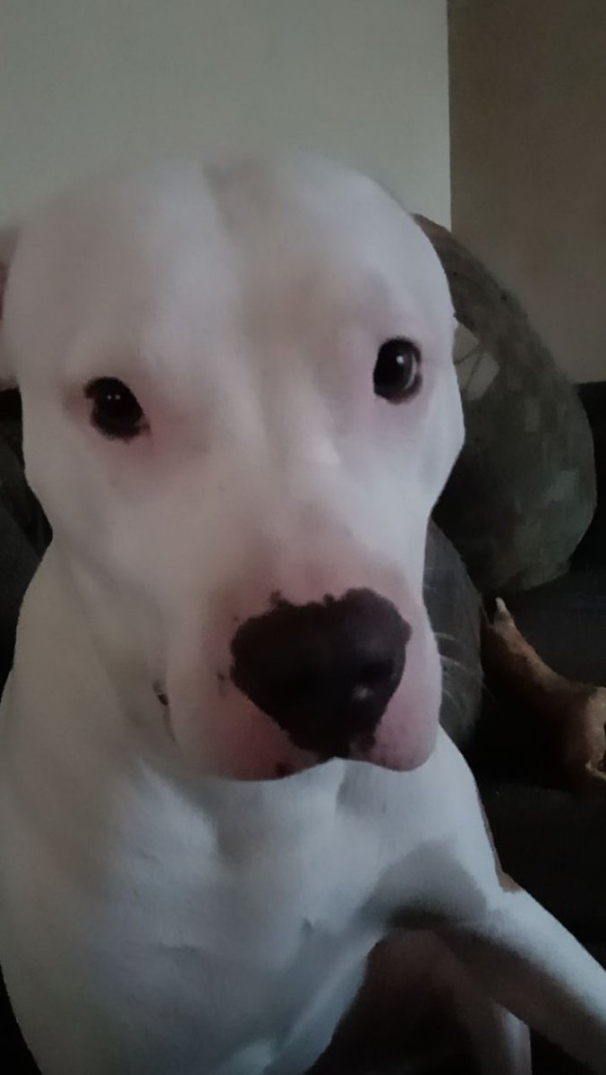 OllySchrodinger's tweet photo. Doggi he died on March 12 I think his name was cojo or capon. https://t.co/88fmglejDf