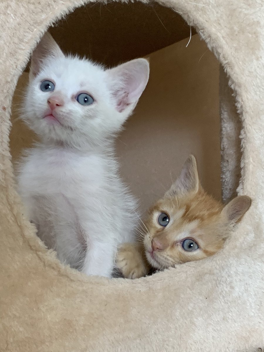 Milis104's tweet photo. Miau!! 🥹🥰 https://t.co/ize952ZSFS