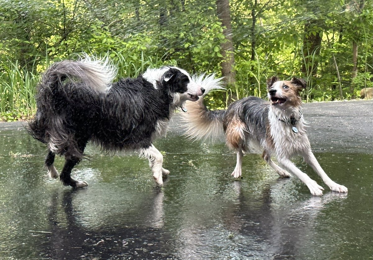 AlexysMonoson's tweet photo. Happiness is 2 border collies and a garden hose. 😊🐾 https://t.co/JsHRWngXkB