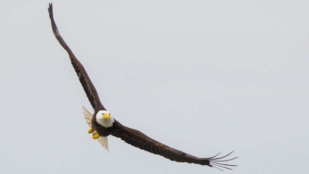 The view was amazing at Dundarave Beach in West Vancouver today. The eagles had to put up with the crows &amp; seagulls pestering them!