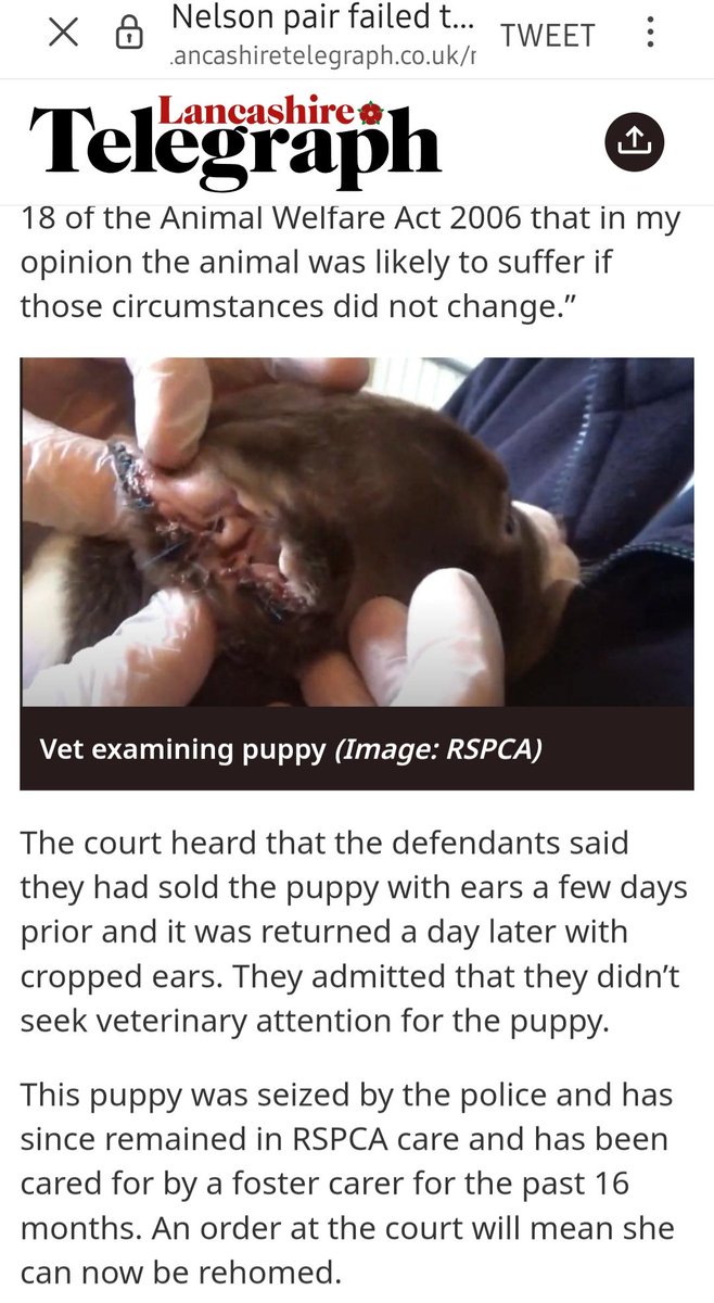 @ProtectWldlife @FarnworthAmy Their defence?Absolute balony. Who did they sell it too? and why no follow up on that question? If true,there is an arguable offence for the buyer too. 
@DefraGovUK @CommonsLeader , this cruel mutilation will continue in the UK until #KeptAnimalsBill is progressed.

#FlopNotCrop