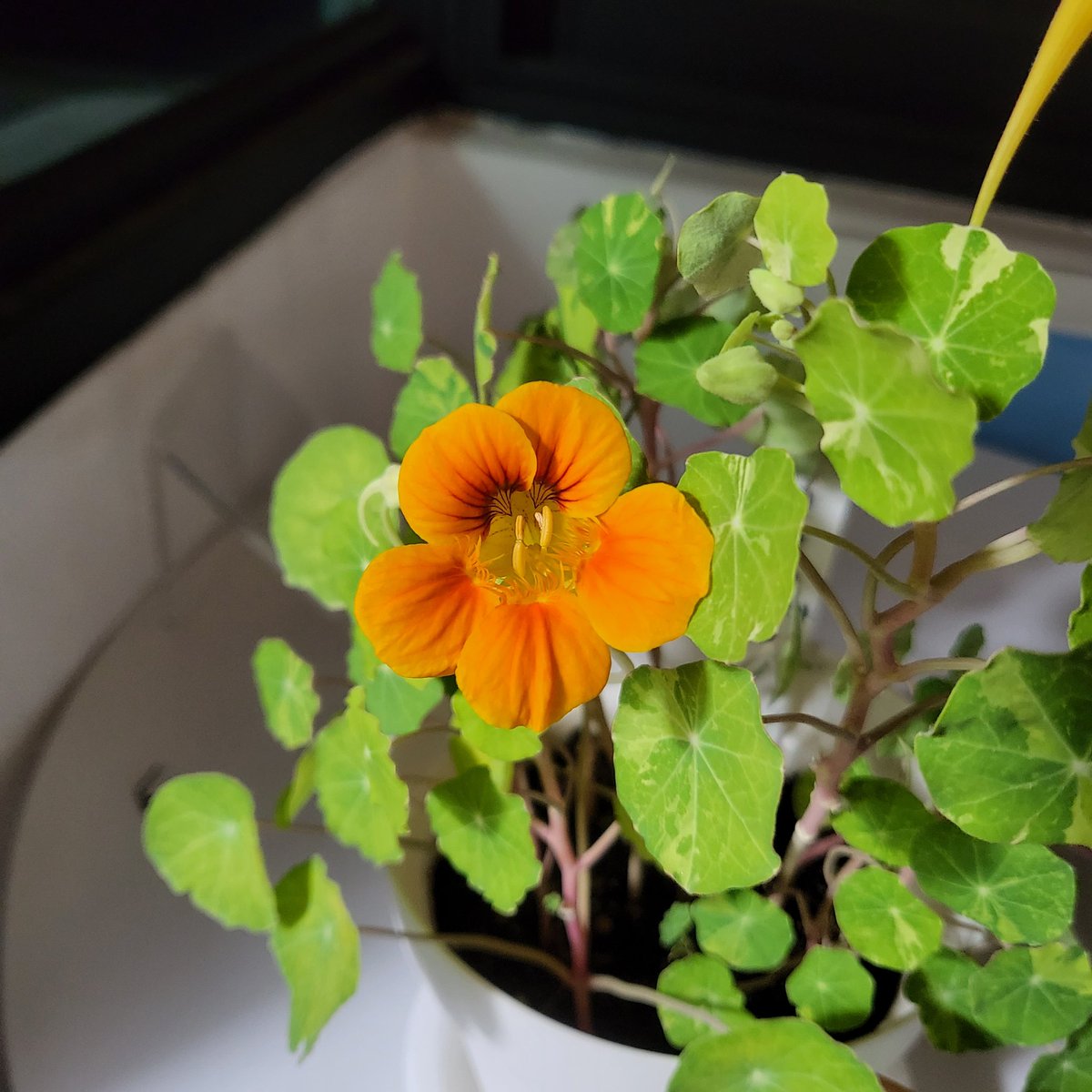 하날하눌 tweet media