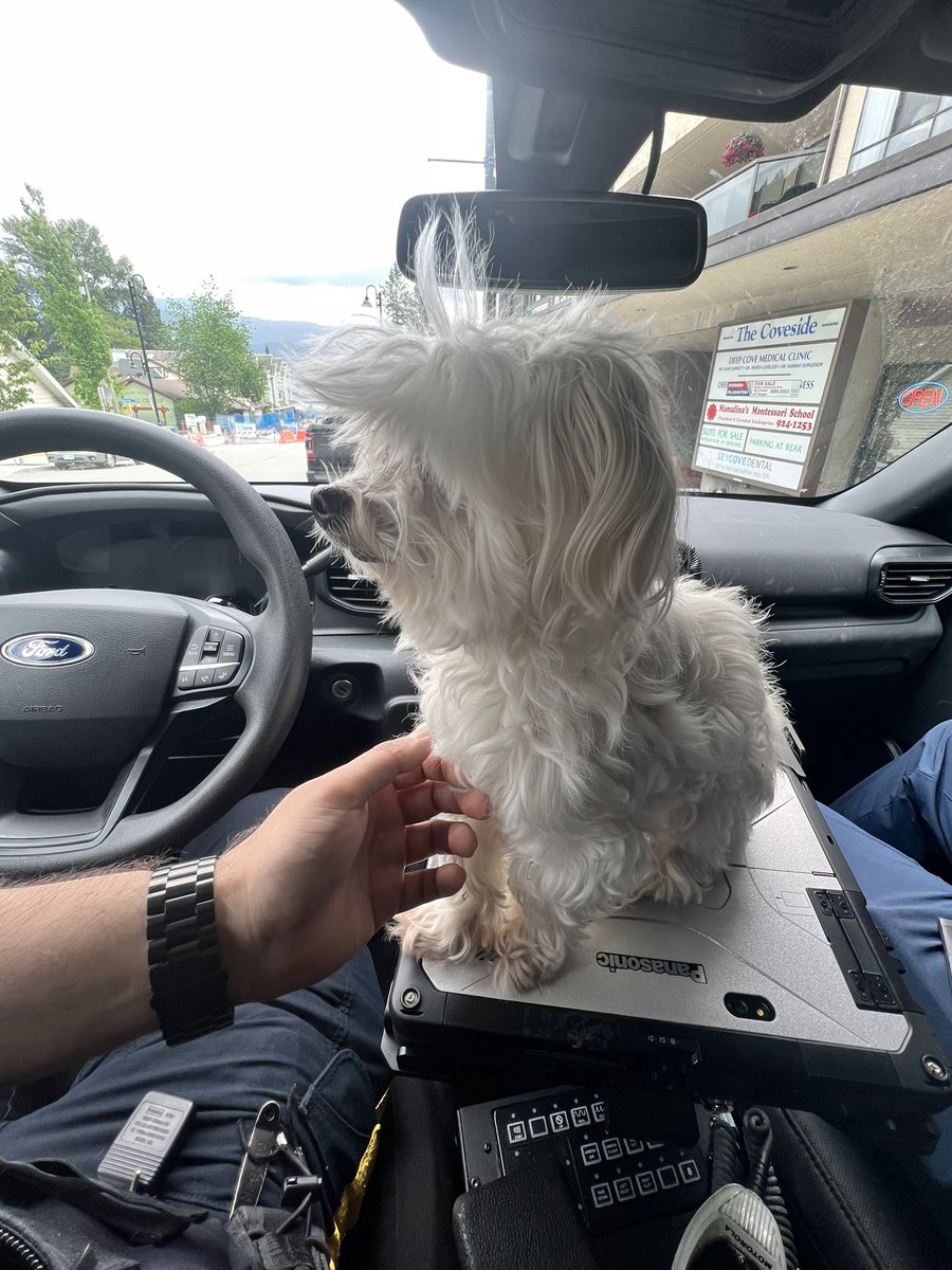 We found this dog while out on foot patrol in Deep Cove. Attempts to locate the owner using our PA system in our police car have been unsuccessful. If this is your dog, please call <a href="/NVanDistrict/">District of North Vancouver Discussion</a> animal control at 604-990-3711 to claim her.