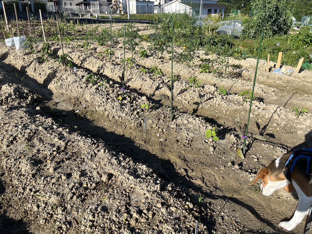 liberablog's tweet photo. おはようございます😃
今朝の畑ミマワール👀

毎日少しずつ伸びていっている野菜たち✨

#市民農園 
#畑 
#初心者 https://t.co/fbUl1MGqdC