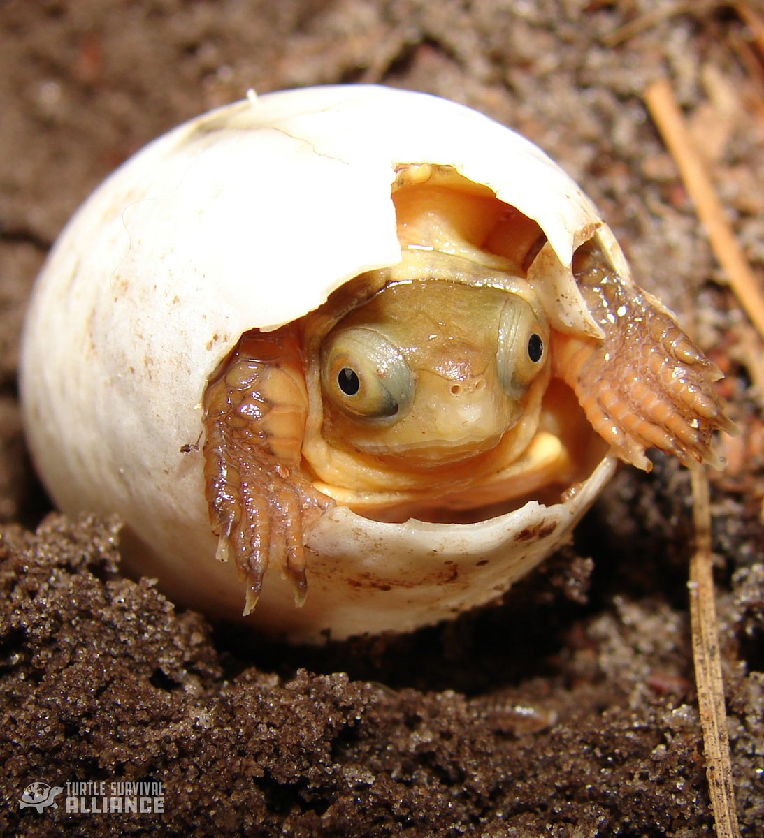 TurtleSurvival's tweet photo. "With these turtle eyes, one look at you and I can't disguise..."

We're continuing the #WorldTurtleDay® #shellebration® with our 3rd installment of today's Turtle Month Species Spotlights! All of these are endangered and critically endangered beauties that we manage, breed, https://t.co/EtZWirf5VQ