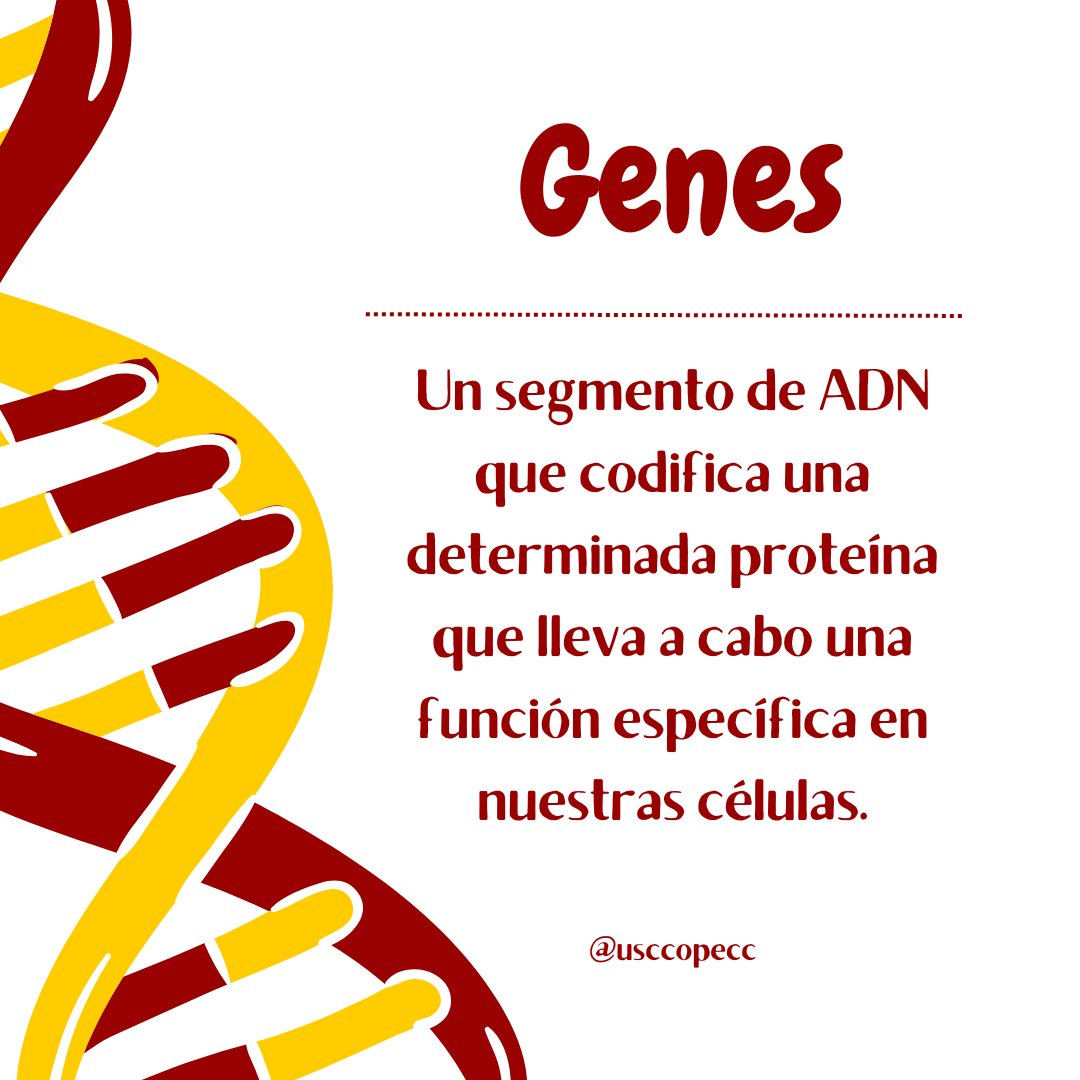 USCCOPECC's tweet photo. #Genetics is the study of #genes, genetic variation, and heredity in organisms. Genes determine our physical traits and how our cells function.
#EducationTuesday #cancerdisparities #healthequity #cancerresearch #HispanicHealth #researchunit #nci #pecgs #moonshotinititative https://t.co/lNrFDuQttP