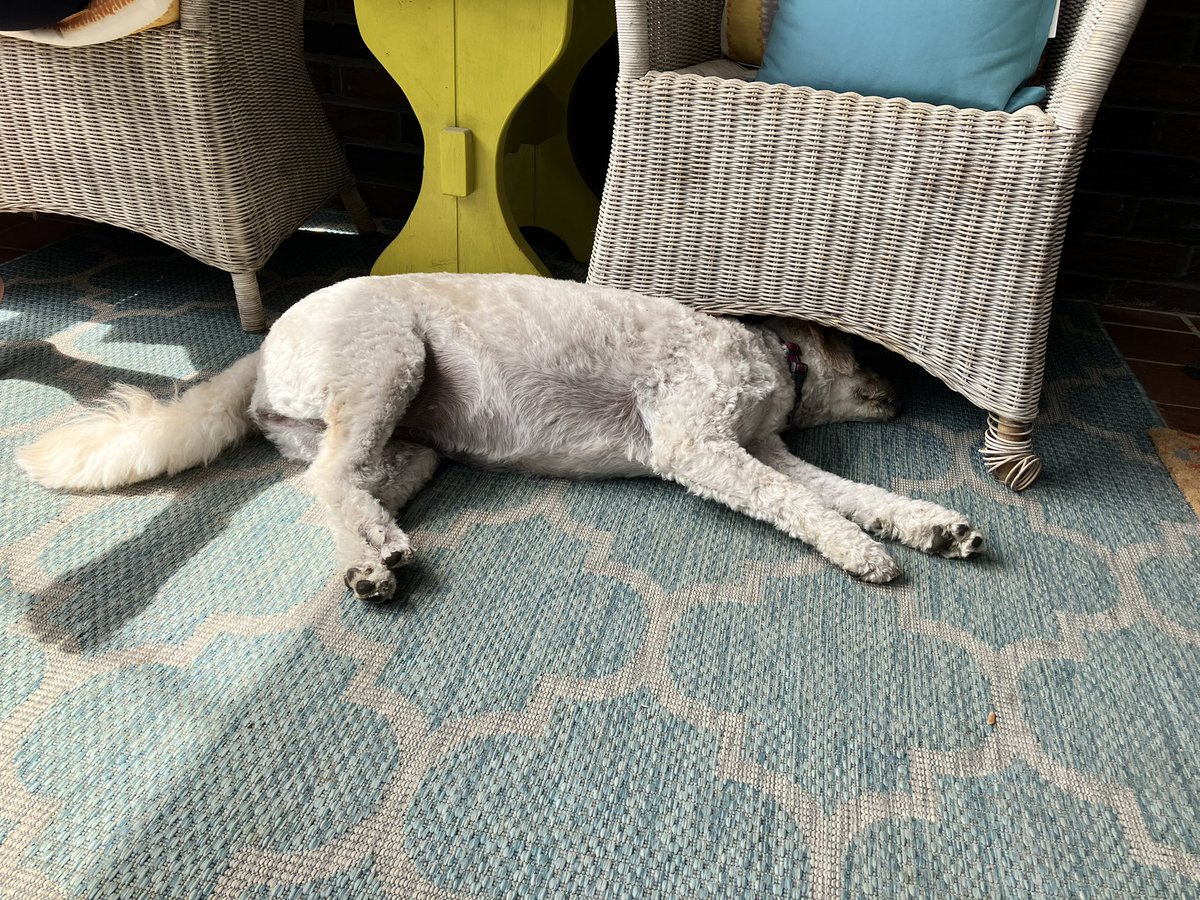 Listeningtomarv's tweet photo. If you see this QT with the latest pic you took of your pet. #dogsftwitter https://t.co/GuF7xbrPQX
