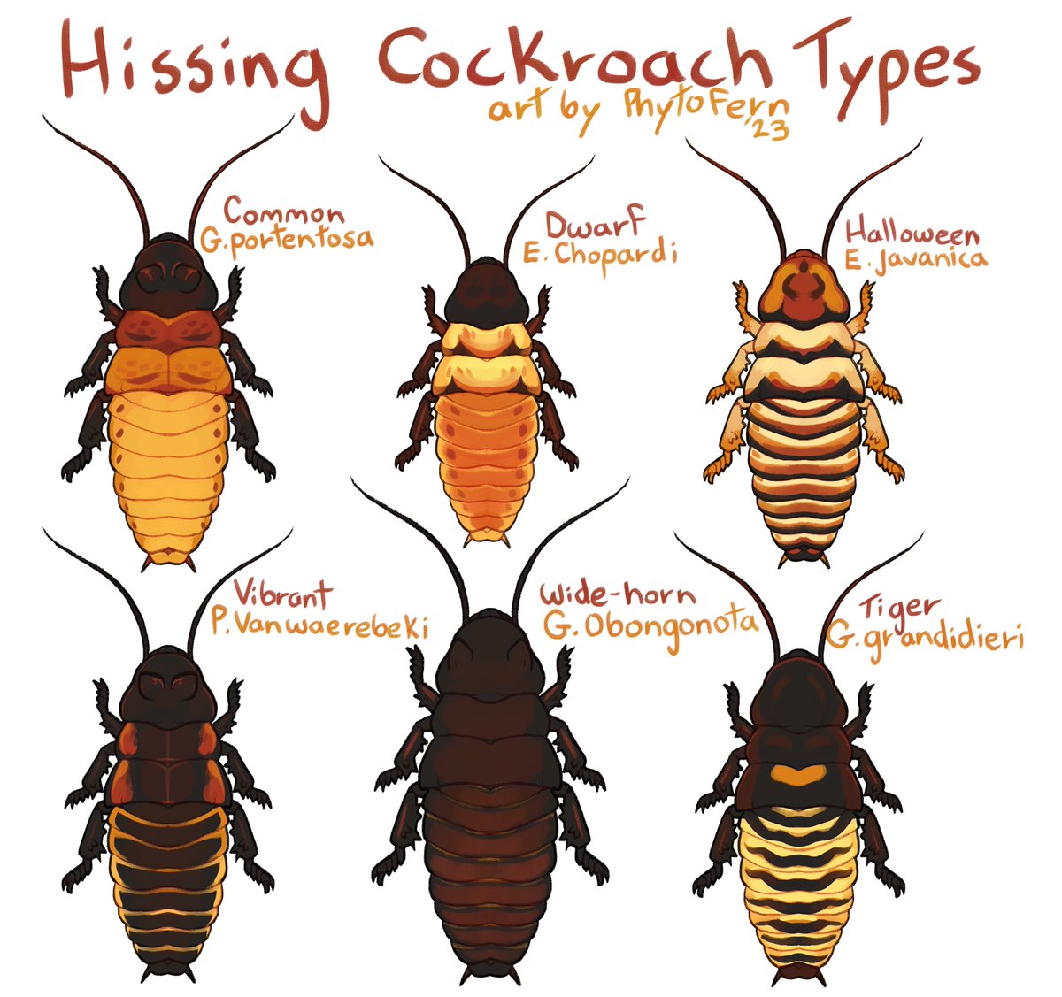 PHYTOFERN's tweet photo. Hissing cockroach types
✨Interactions appreciated https://t.co/m7YNwEN93l