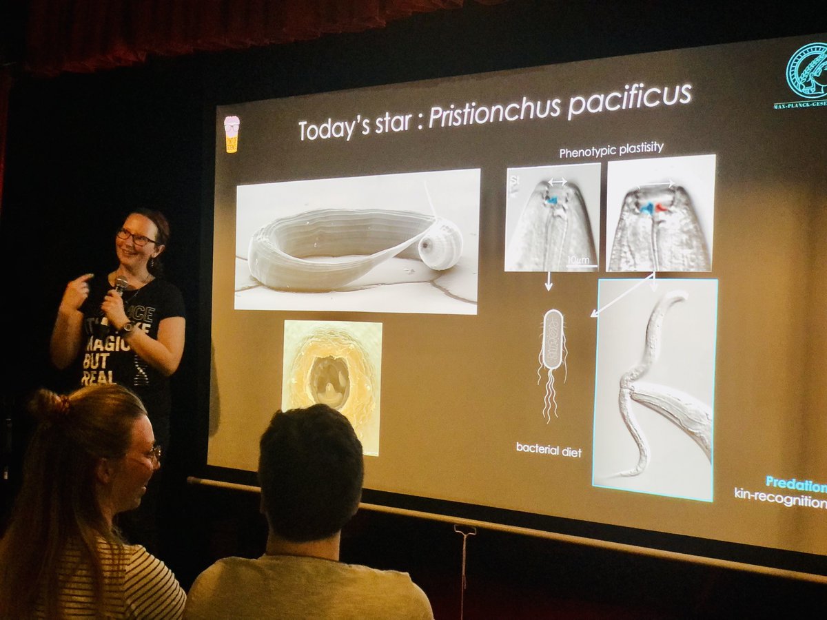 🐛iBehave-@pintofscienceDE event Highlights🧠🔬 @RocaMarianne explores the captivating world of Pristionchus pacificus worms, revealing their unique hunting techniques & insights into behavior development & control. #ibehave #behavior #outreach #PintOfScience #pint23DE #Pint23