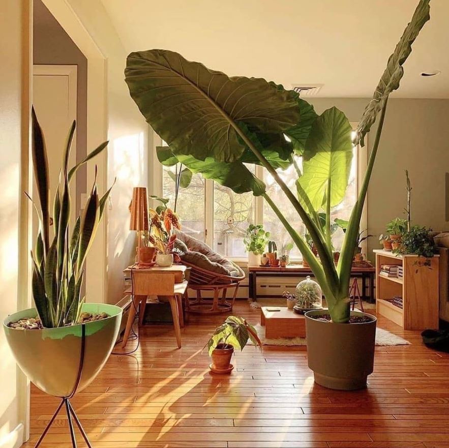 indoor plants corn plant Dracaena Fragrans 'Massangeana'