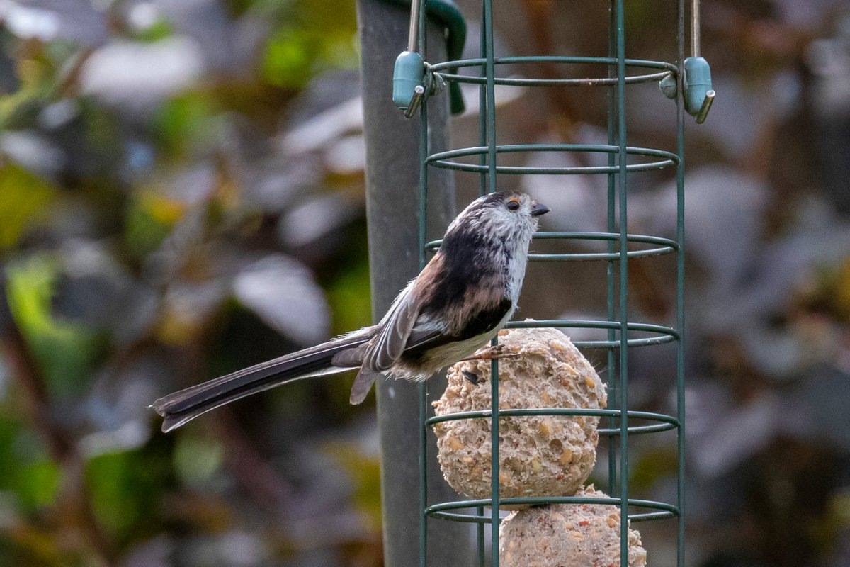 #LongTailedTit in the garden today

#Welshbirds